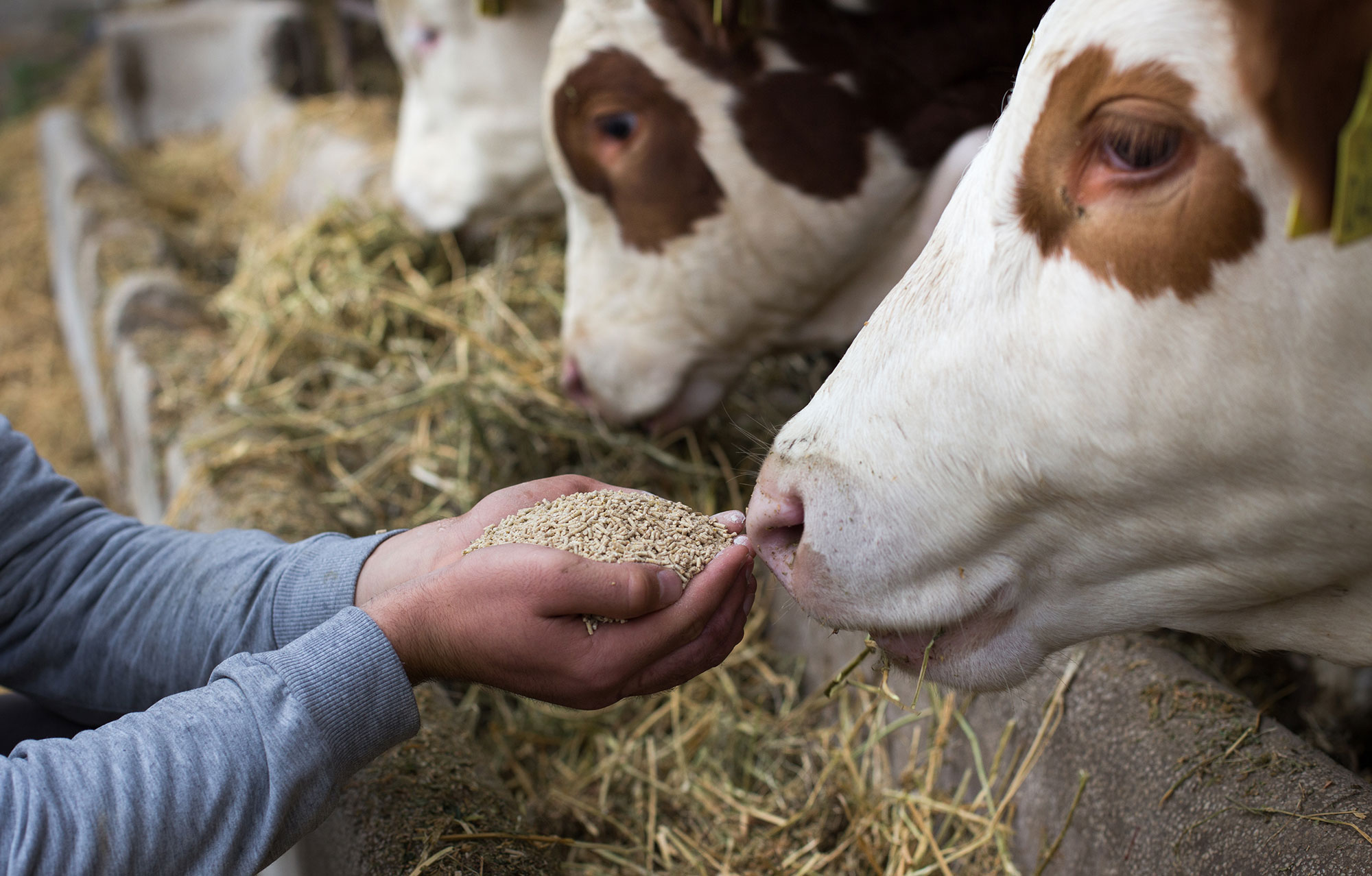 Livestock Feed