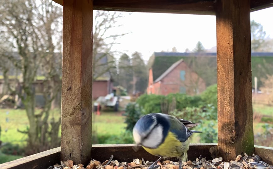 Bird & Fish Feed