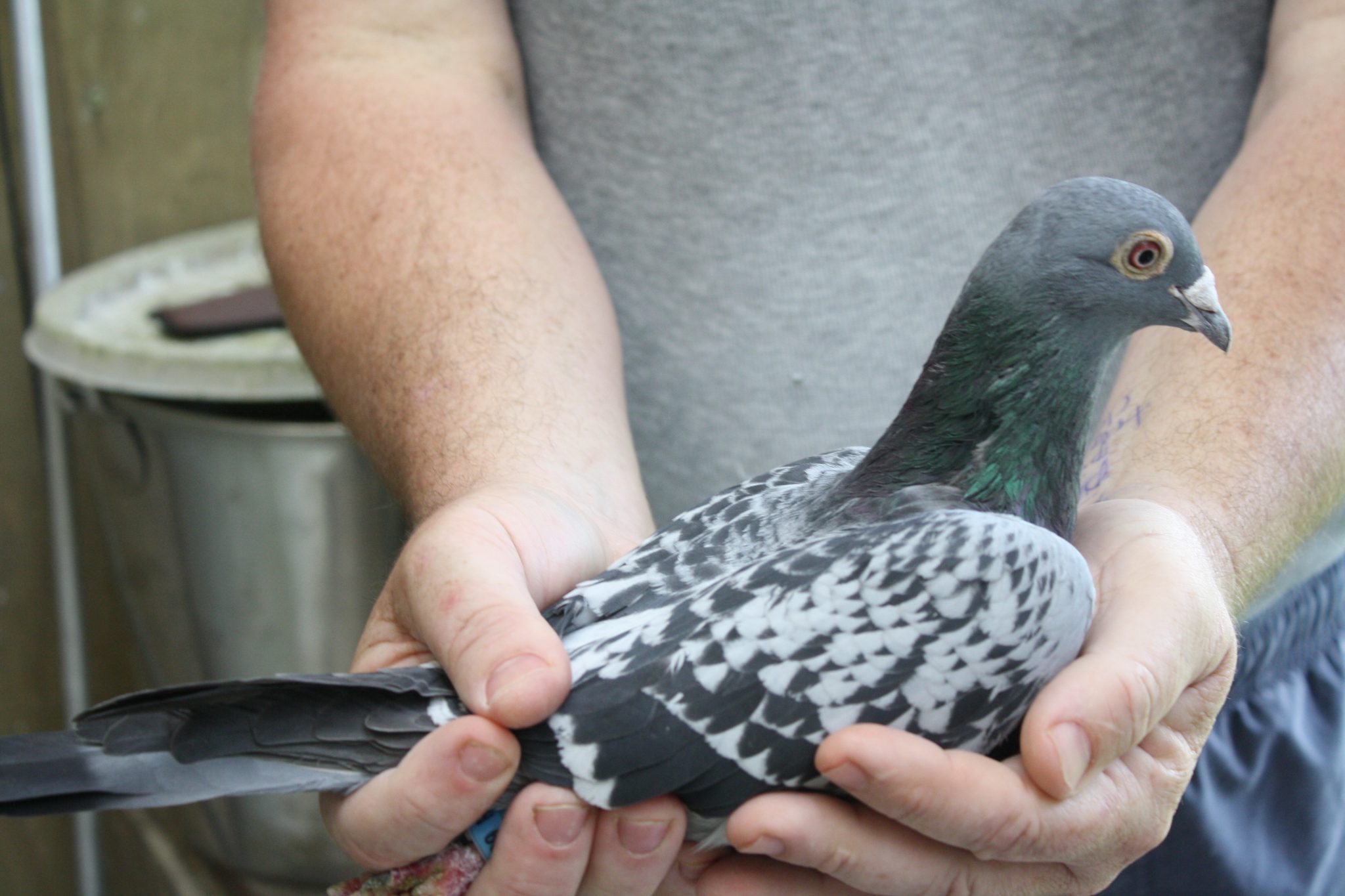 Poultry Feed